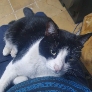 BAYITO | Raza Doméstico Americano de pelo corto | Perdido