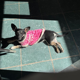 NEGRITA | Raza Mestiza | Final Feliz