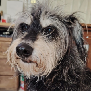  | Raza Mestiza, cruza de Schnauzer | Encontrada