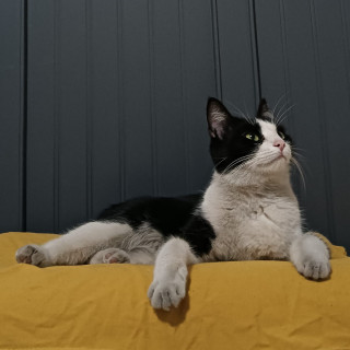 DRAGANA | Raza Doméstico Americano de Pelo Semilargo | Perdida