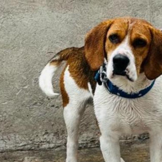 MAX | Raza Beagle | Perdido