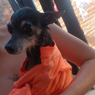 MOLLY | Raza Chihuahua | Perdida