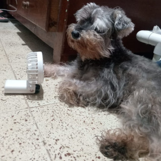 ASHAKY | Raza Schnauzer Miniatura  | Perdida