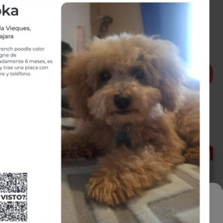 MOKA | Raza French Poodle o Caniche | Perdida