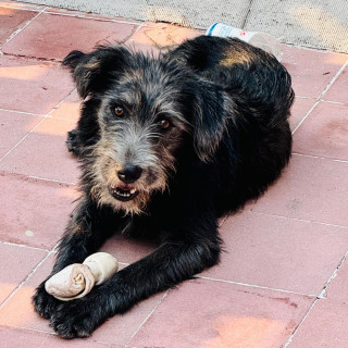 SIRIUS | Raza Mestizo | En Adopción