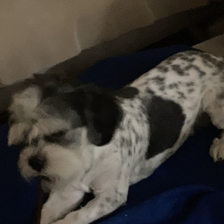MANCHAS | Raza Shih Tzu  | Perdido