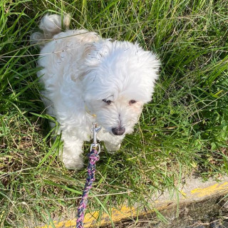 PLÁTANO | Raza Mestiza,  cruza de Maltés con French Poodle, (Maltipoo) | Final Feliz