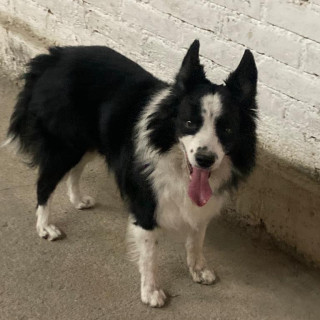 LUCKY | Raza Border Collie  | Final Feliz