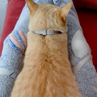 BEBÉ | Raza Doméstico Américano de Pelo Corto | Perdido