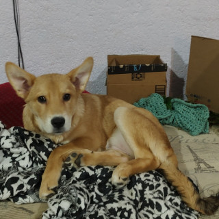 MISKA | Raza Mestiza | Final Feliz