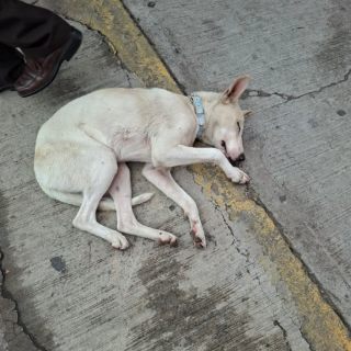  | Raza Mestizo | Encontrado