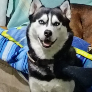 Foto de VIRGILIO