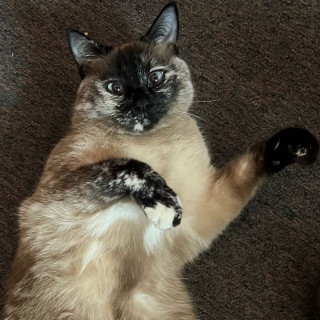 Foto de GATITO O MAMI