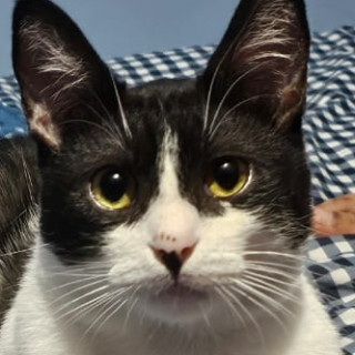 GATITO | Raza Doméstico Américano de Pelo Corto | Perdido