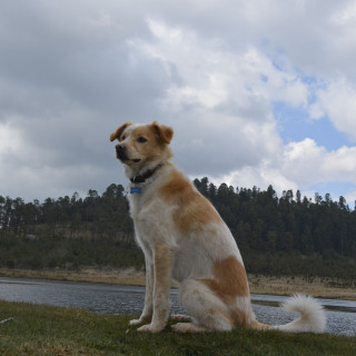 GAMBO | Raza Mestizo | Final Feliz