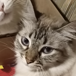 Maisha | Raza Balinés | Perdida