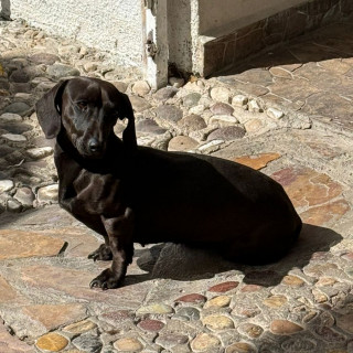 LORENZA | Raza Dachshund o Salchicha  | Perdida