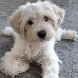 COCO | Raza Mestizo, cruza de Maltés | Perdido