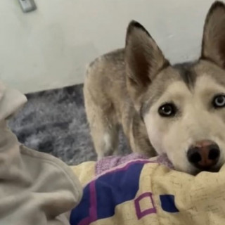 BOTAS | Raza Husky Siberiano | Perdida