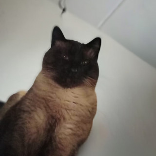 TOÑO | Raza Siamés Punto Foca | Perdido