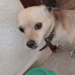 Foto de HERMOSA PELUDITA