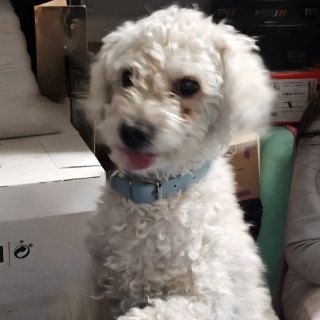 BALAM | Raza French Poodle o Caniche | Perdido