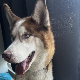  | Raza Husky Siberiano | Encontrado