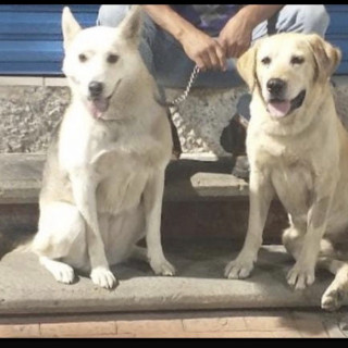 YUNA | Raza Husky Siberiano | Perdida