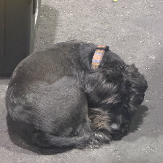  | Raza Mestizo, cruza de Schnauzer | Encontrado