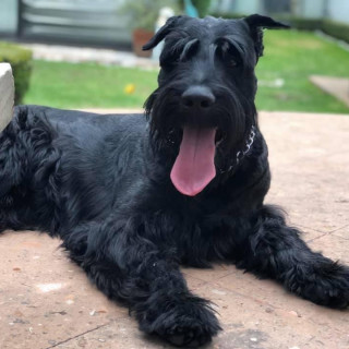 ROCKY | Raza Schnauzer Gigante | Final Feliz