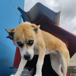 LAIKA | Raza Mestiza,  cruza de Husky Siberiano con Bóxer | En Adopción
