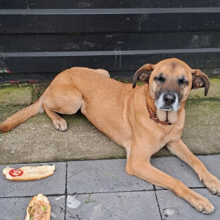  | Raza Mestiza, posible cruza de Pastor Belga Malinois | Encontrada