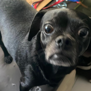 YUKI | Raza Mestiza,  cruza de Pug con Chihuahua | Final Feliz