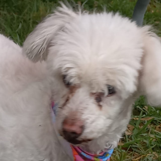 PRINCESA O TITÍ | Raza Mestiza, cruza de French Poodle  con Maltés | Perdida