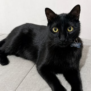 Foto de ANUBIS