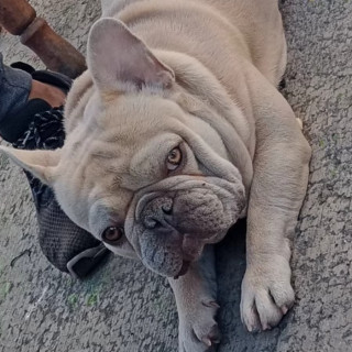 DRAKO | Raza Bulldog Francés  | Perdido