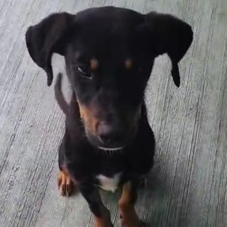 JOE | Raza Mestizo | En Adopción