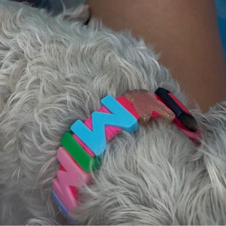 MIMÍ | Raza Schnauzer Miniatura  | Perdida