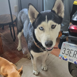  | Raza Husky Siberiano | Final Feliz