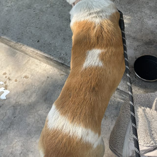  | Raza Mestizo, posible cruza de Labrador | Encontrado