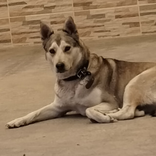 KIRA | Raza Mestiza, cruza de Husky con Pastor Belga Malinois | Perdida