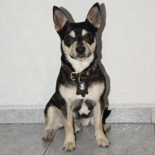 KOHETE | Raza Mestizo, cruza de Chihuahua con Schnauzer | Final Feliz