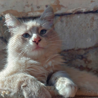 MIAURICIO | Raza Ragdoll | Perdido