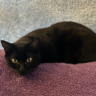 ACHIRA | Raza Bombay | Perdido