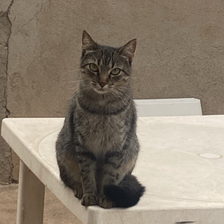 Foto de TEQUILA