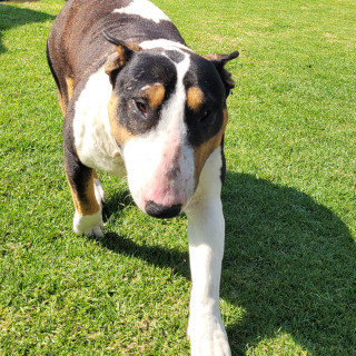 KOVU | Raza Bull Terrier Inglés | Perdido