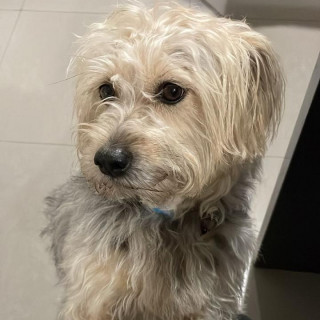 PELUCHA | Raza Mestiza | Final Feliz