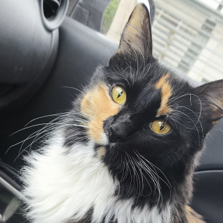 VOLT | Raza Calicó de pelo largo | Perdida