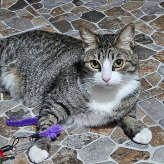 BEBÉ | Raza Doméstico Américano de Pelo Corto | Perdido