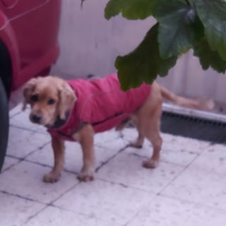 BILLY | Raza Mestizo, cruza de Cocker Spaniel | Final Feliz